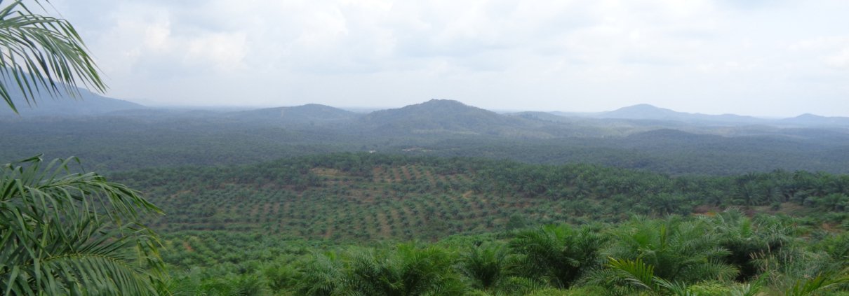 PalmOilConsultindo-Kebun-07-1-scaled
